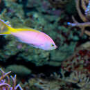 Image of Pseudanthias bartlettorum (Randall & Lubbock 1981)