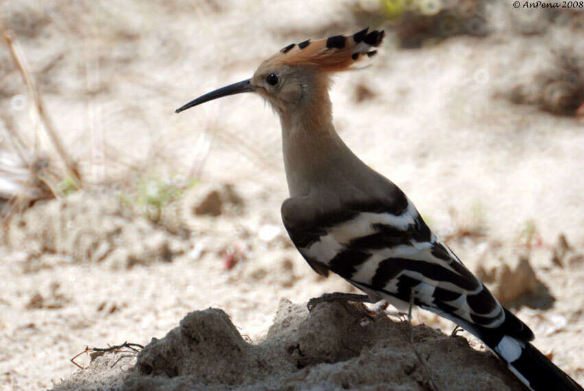 Image of hoopoes