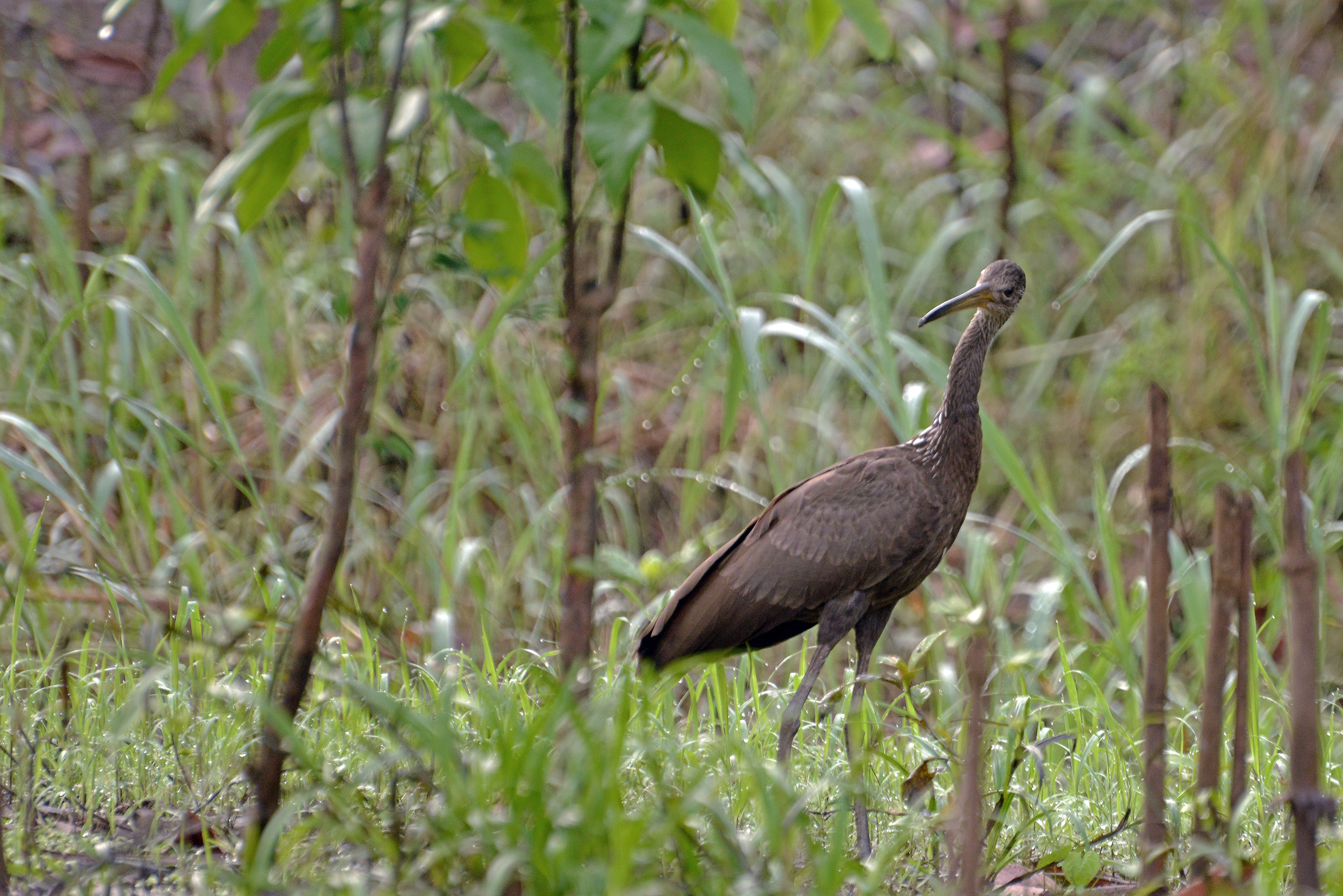 Image of limpkins