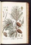 Image of Scotch Pine