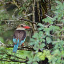Image of Brown-headed Kingfisher