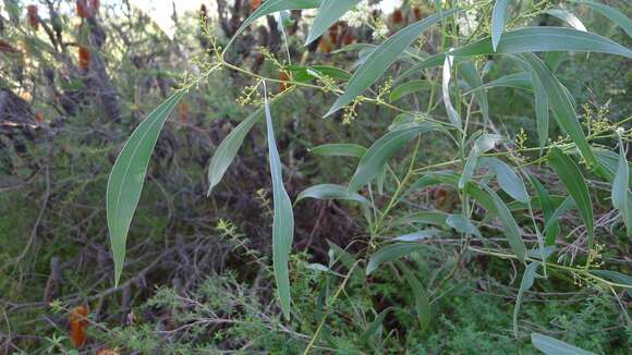 Image of Acacia falcata Willd.