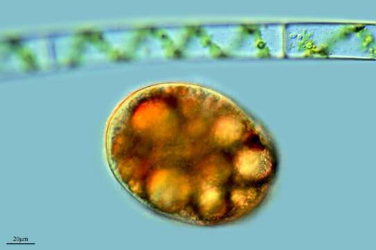 Image of Prorodontidae