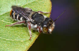 Image of Megachile rottnestensis Rayment 1934