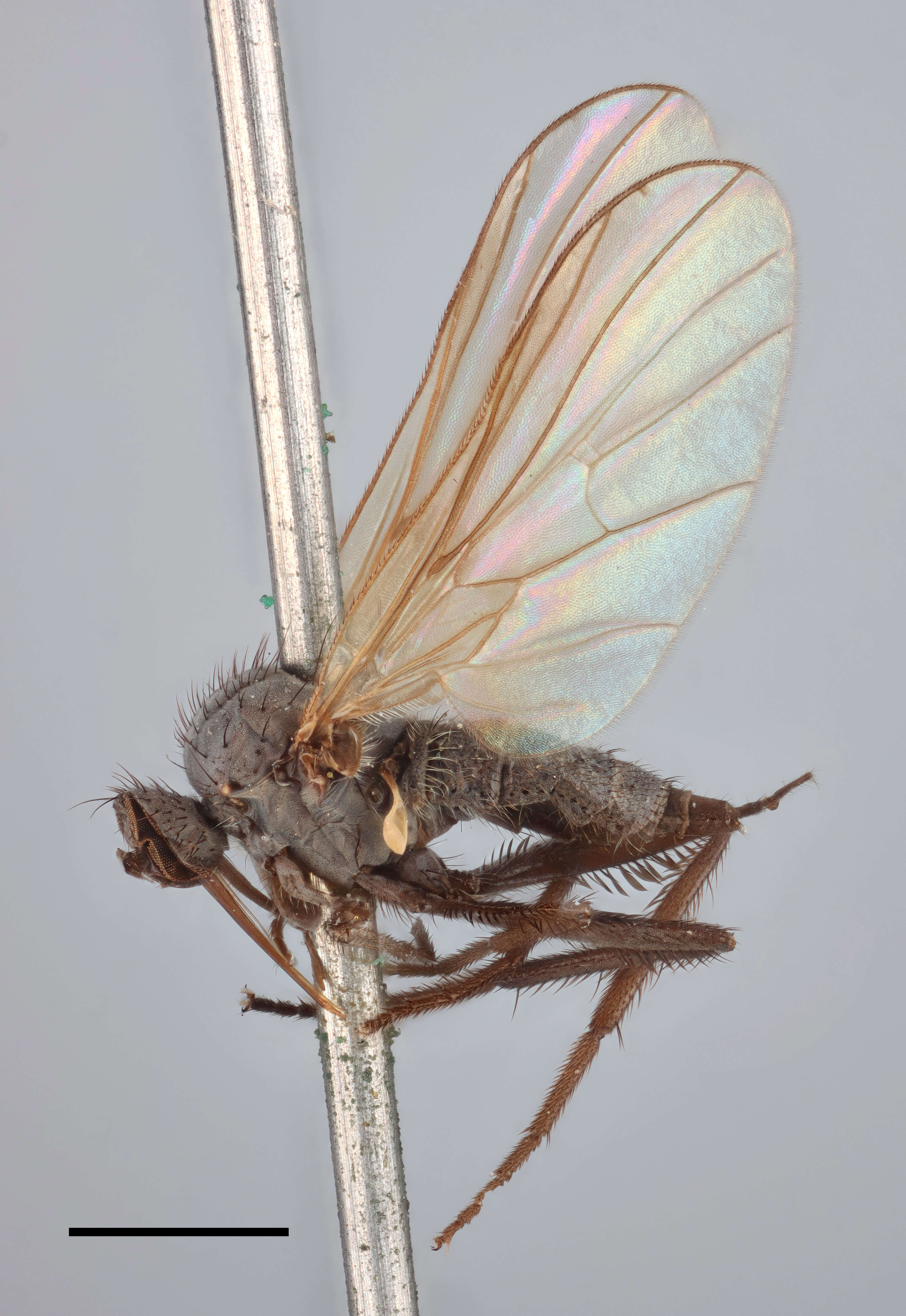 Image of Rhamphomyia obscurella Zetterstedt 1842