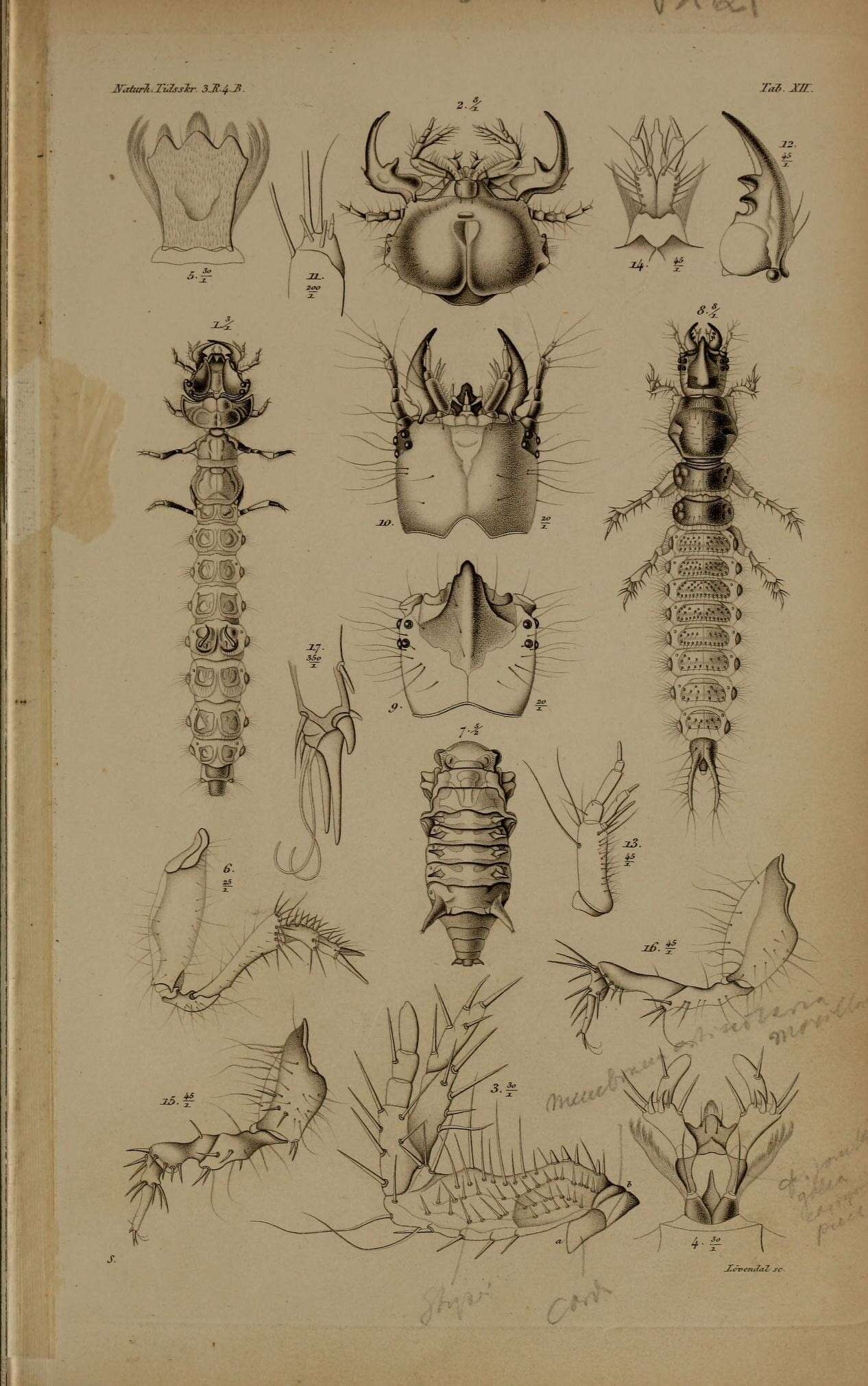 Image of tiger beetles