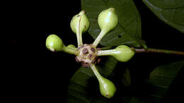 Image of Cymbopetalum brasiliense (Vell.) Benth. ex Baill.