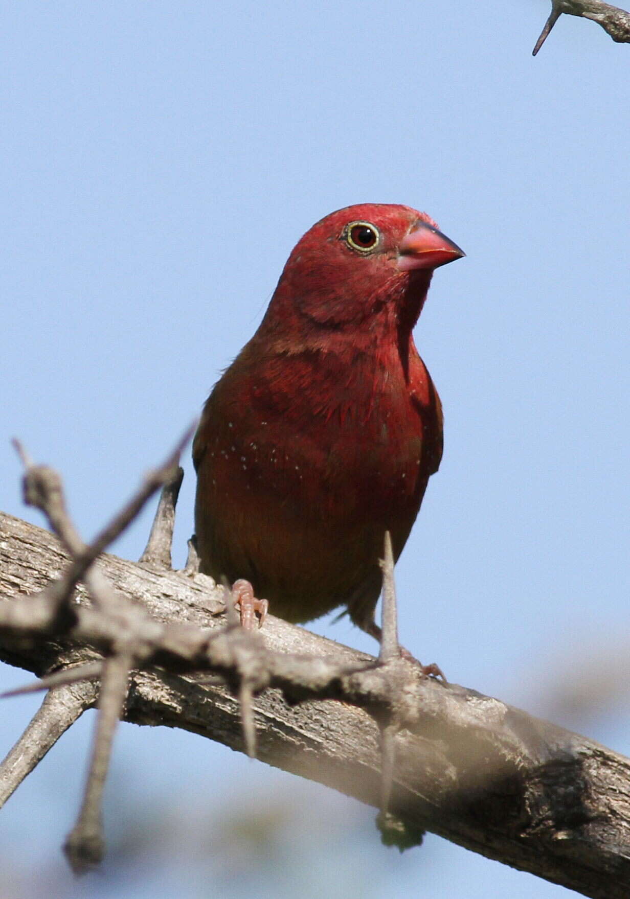 Image of Red-billed Firefinch