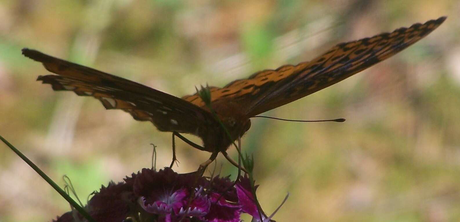 Image of Greater Fritillaries