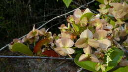 Image de Hiraea bullata W. R. Anderson