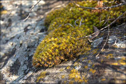 صورة Syntrichia ruralis Weber & D. Mohr 1803