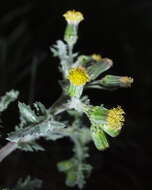 Image of ragwort