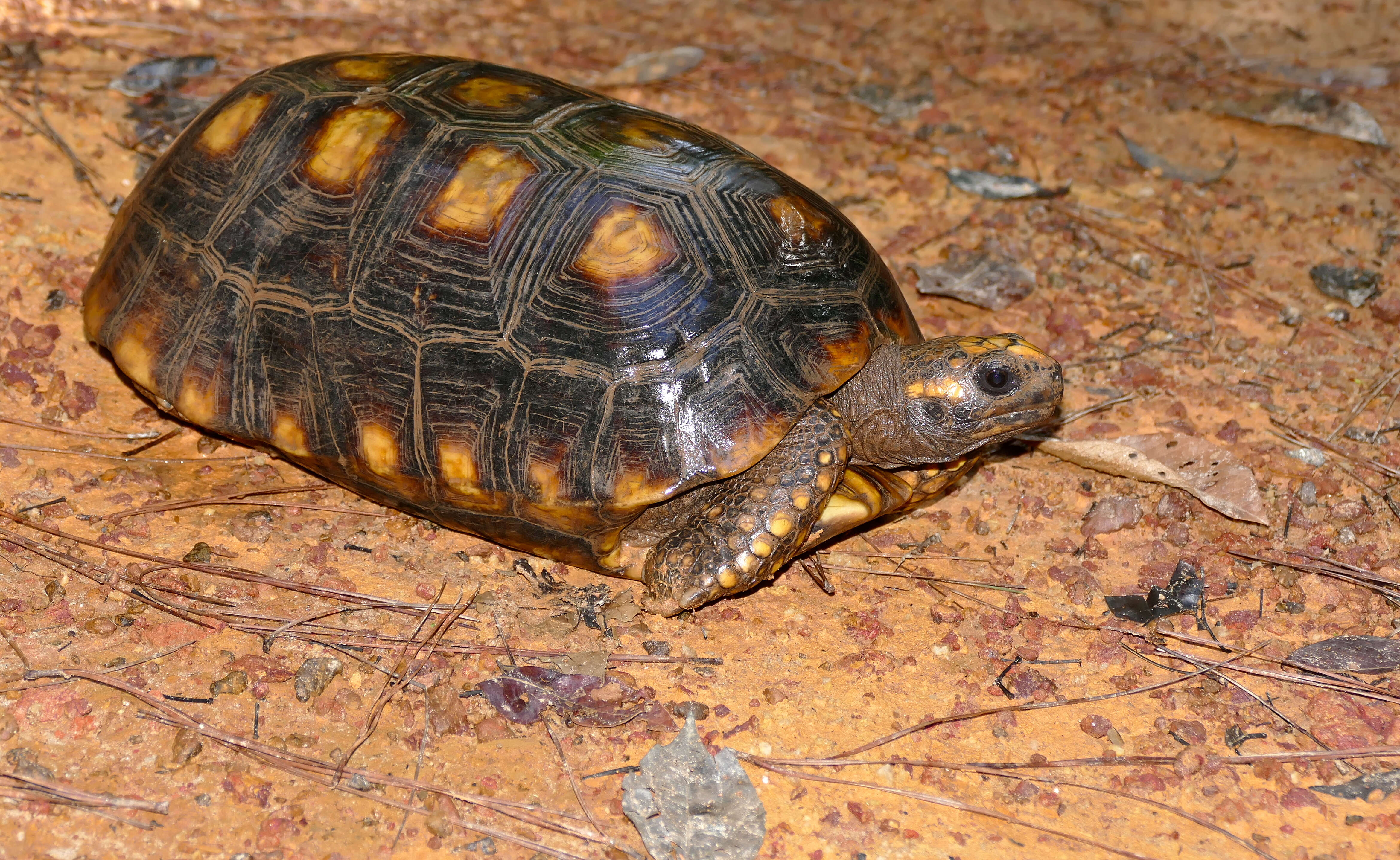 Image of Yellow-footed Tortoise