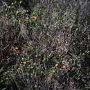 Image of Melaleuca beaufortioides (Benth.) Craven & R. D. Edwards