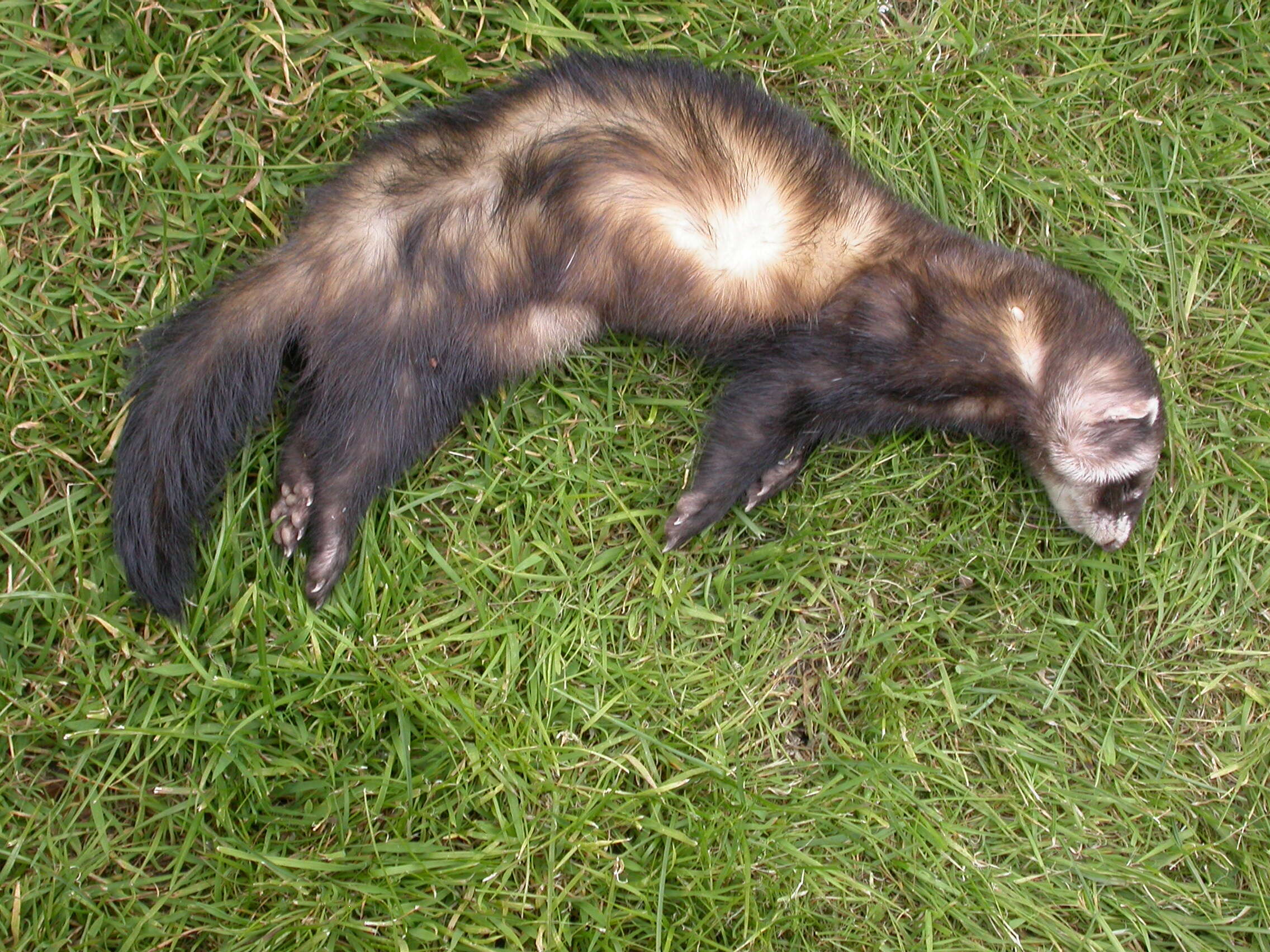 Image of western polecat, polecat