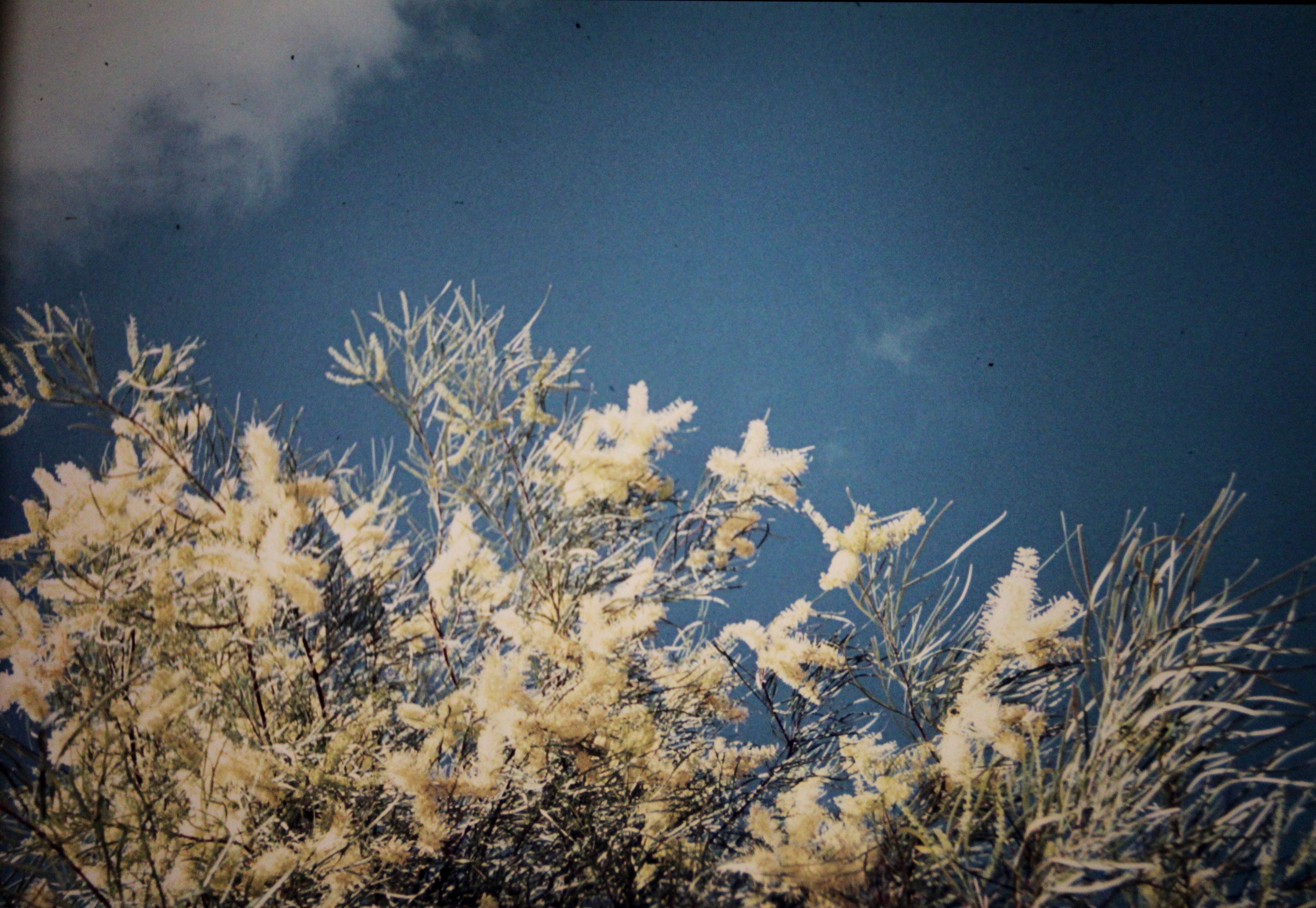 Image of Grevillea parallela Knight