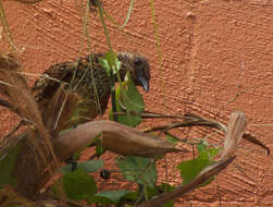 Image of bowerbirds