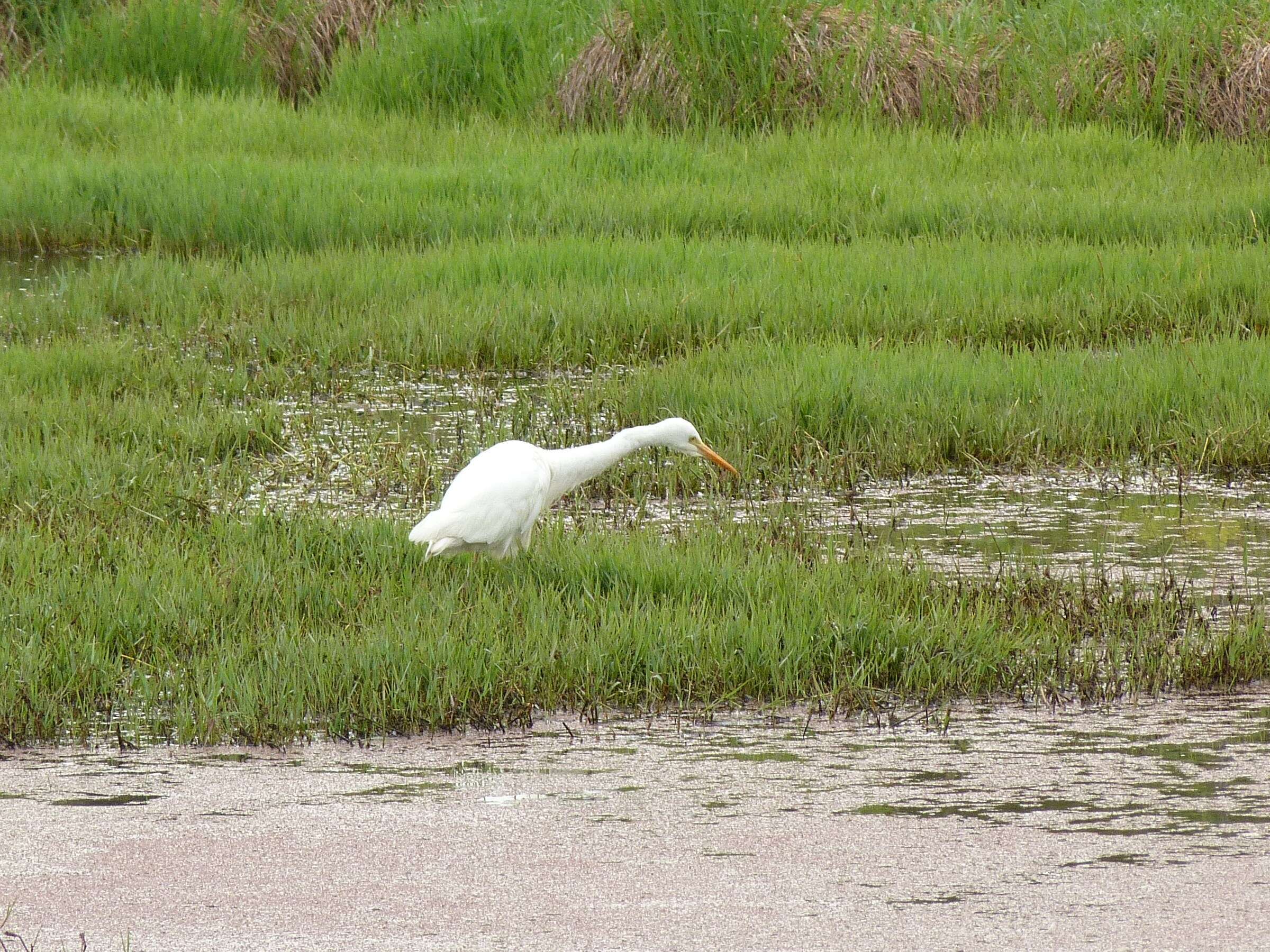 Image of Intermediate Egret