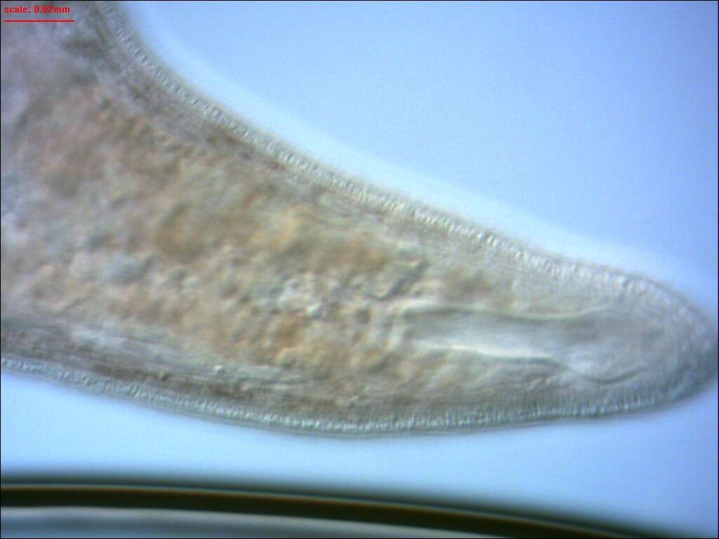 Image of Opisthocystis