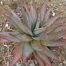 Sivun Aloe capitata Baker kuva