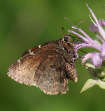 Image of Northern Cloudywing