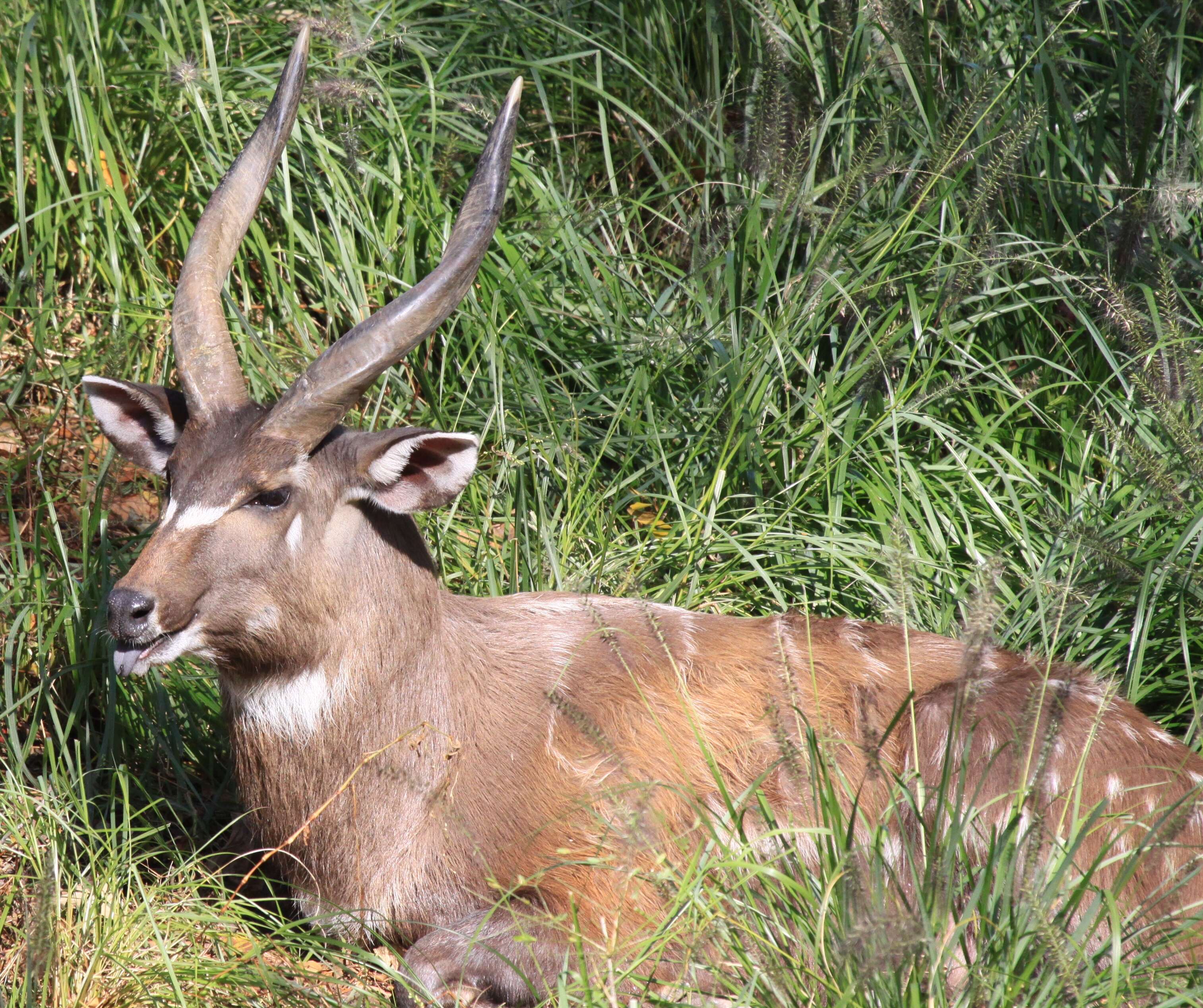 Image of Tragelaphus spekei Speke 1863