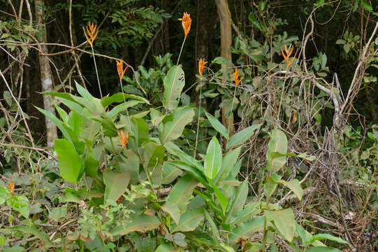 Image of parakeetflower