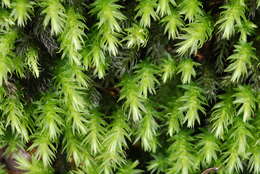 Image of mosses