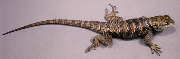 Image of Duges' Spiny Lizard