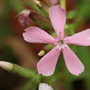 Image of sticky catchfly