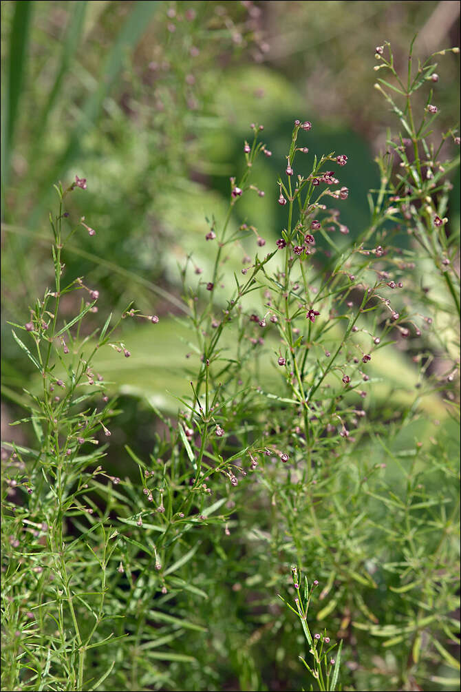 Plancia ëd Asperula