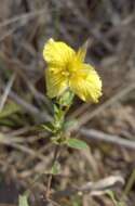 Image de Hypericum suffruticosum P. Adams & N. Robson