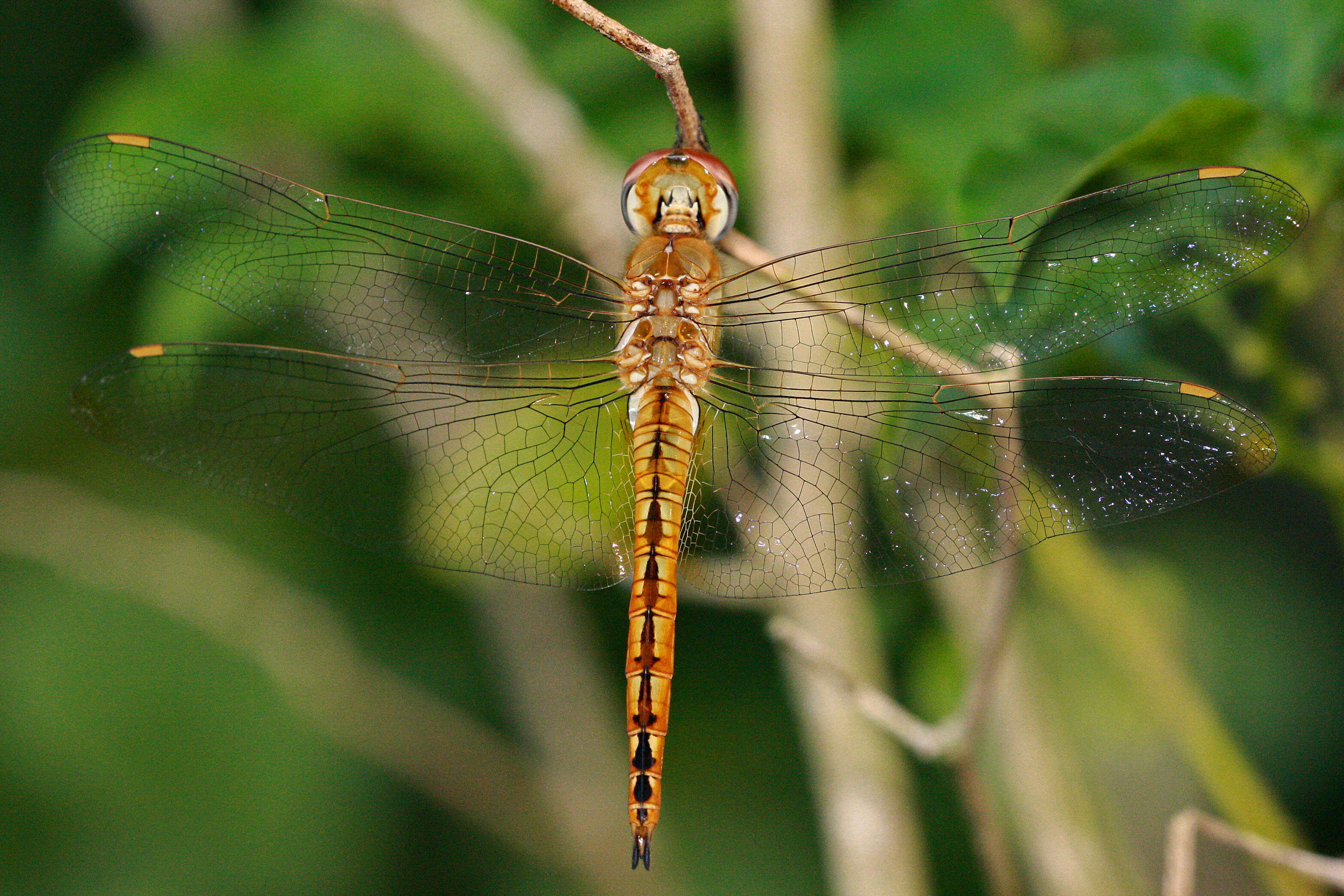 Image of Rainpool Gliders