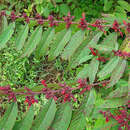 Image of Adenaria floribunda Kunth