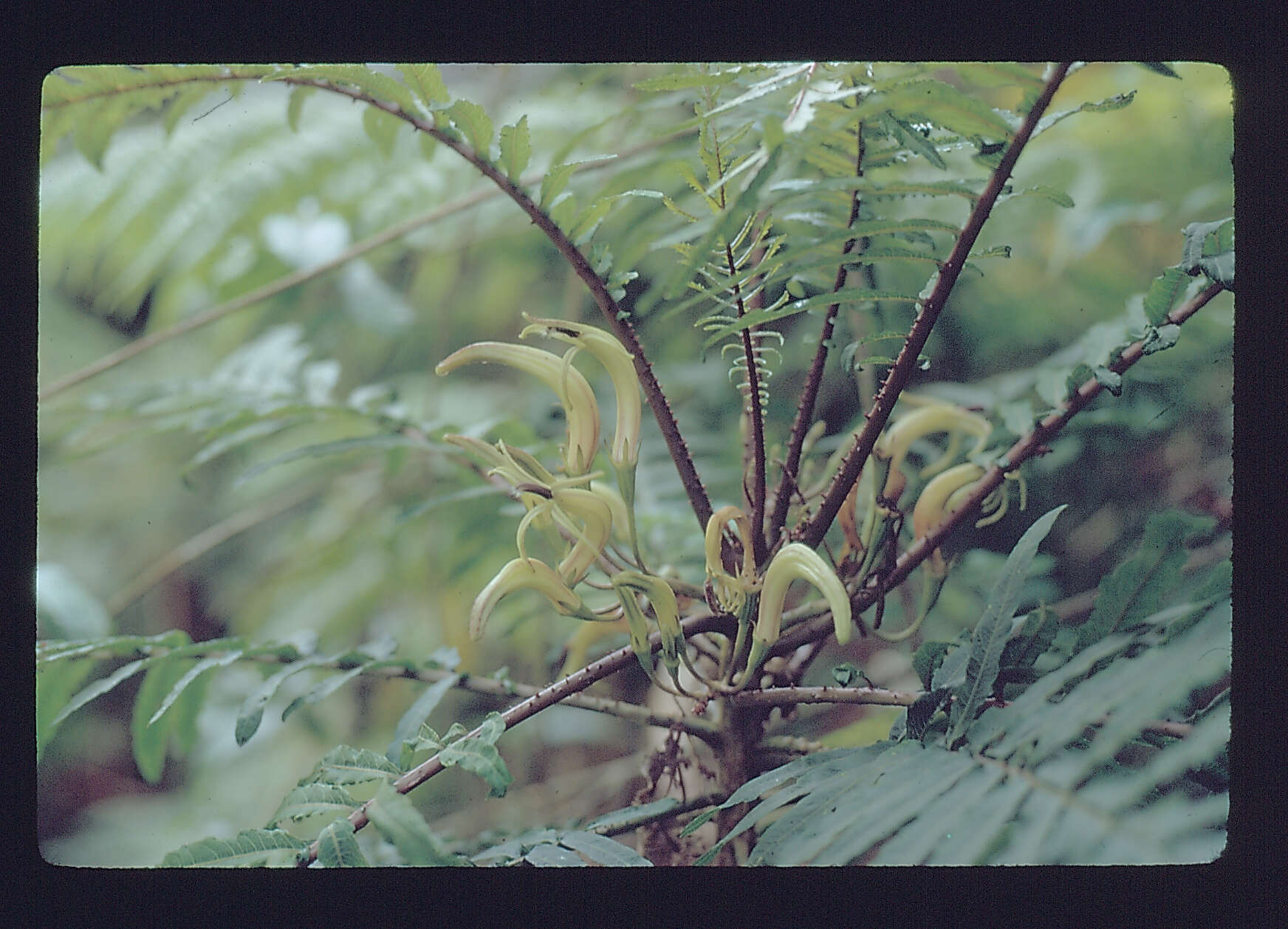 صورة Cyanea grimesiana subsp. obatae (H. St. John) Lammers