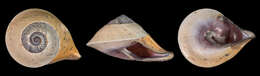Image of Papua New Guinea Land Snails