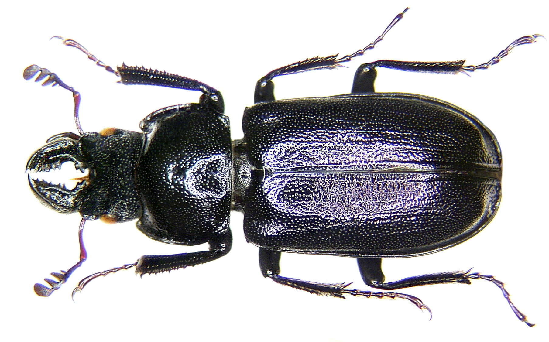 Image of Platycerus