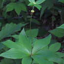 Image of Indian Cucumber-Root