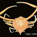 Image of shouldered purse crab
