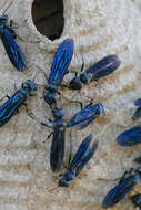 Image of armadillo wasp