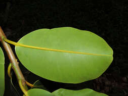 Image of calophyllum