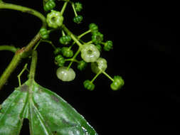 Image of Miconia neomicrantha W. S. Judd & J. D. Skean