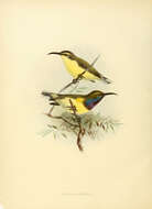 Image of Olive-backed Sunbird