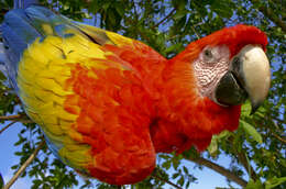 Image of macaws