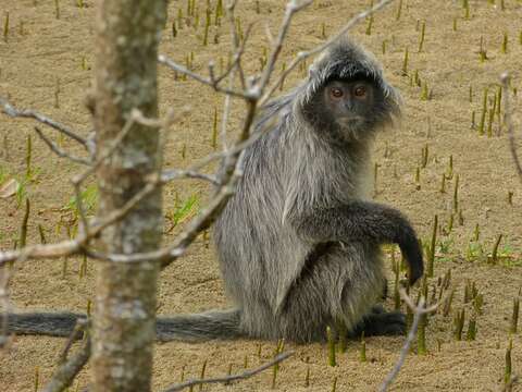 Image of Lutungs or leaf monkeys