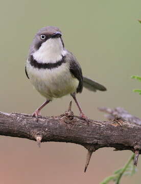 Image of Apalis Swainson 1833