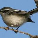 Image of Fairy Flycatcher