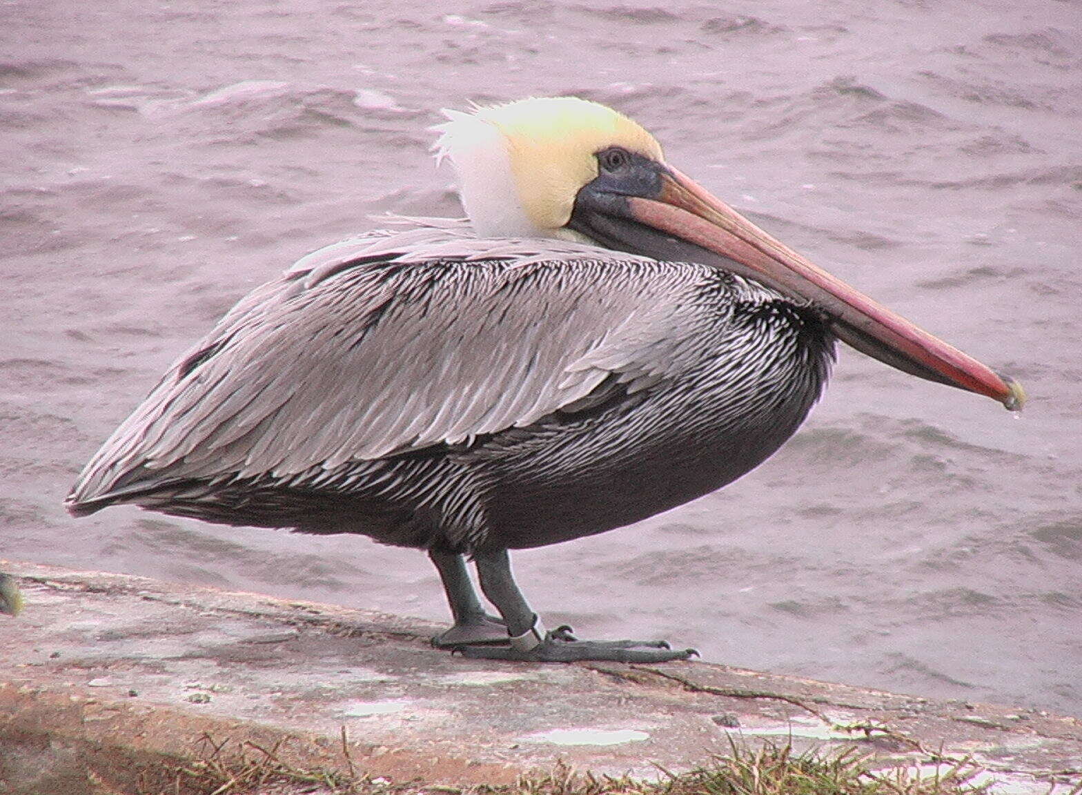 Image of pelicans