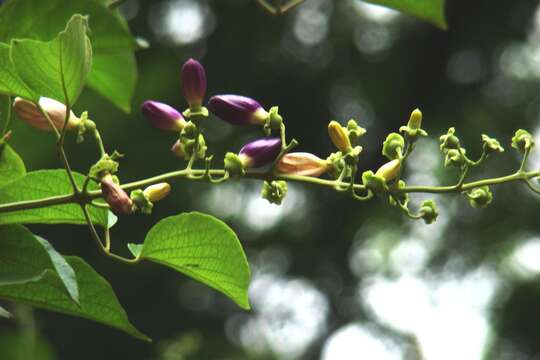 Image of Bignoniaceae