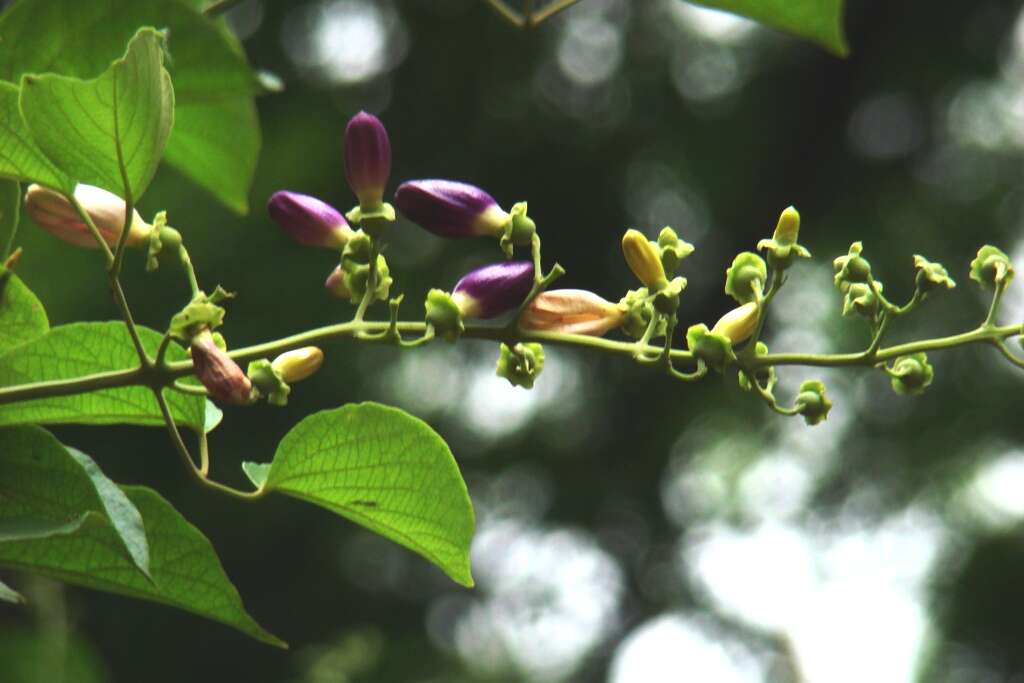 Image of Bignoniaceae